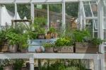 Rumah kaca dan rumah kaca: 4 tanaman terbesar yang tumbuh di bawah tren kaca