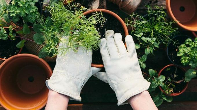 pratinjau untuk Berkebun