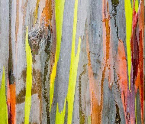 Rainbow eucalyptus