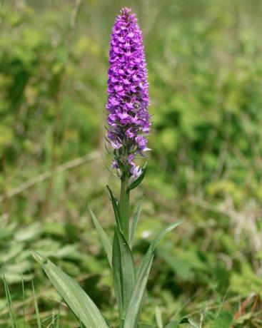 tanaman anggrek rawa selatan dactylorhiza praetermissa berbunga