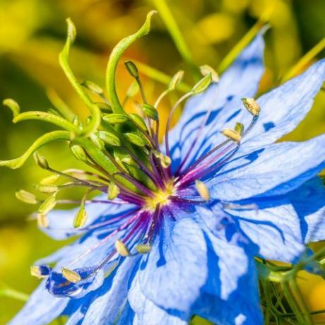 close up makro nigella bunga biru elektrik