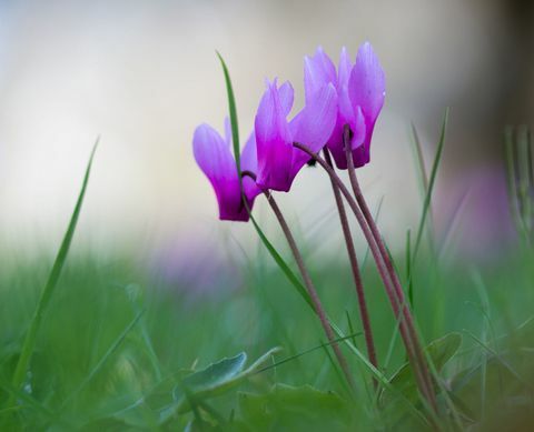 Cyclamen tumbuh di rumput