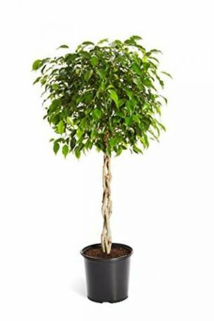 Pohon Ficus Jalinan, Tinggi 3-4 Kaki