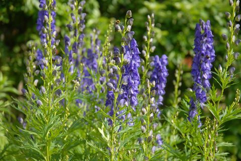 aconitum napellus, juga dikenal sebagai monkshood atau kutukan serigala, ramuan abadi beracun