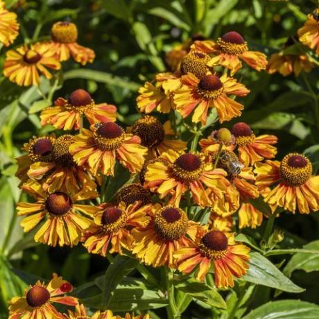 helenium autumnale 'campuran barat'