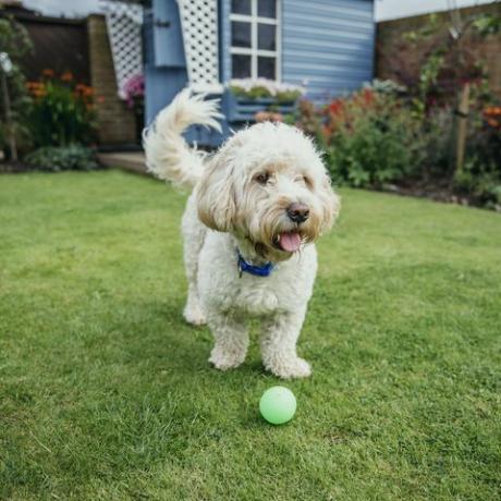 seekor anjing kakatua bermain dengan bola di taman