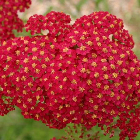 Achillea millefolium 'Red Velvet'