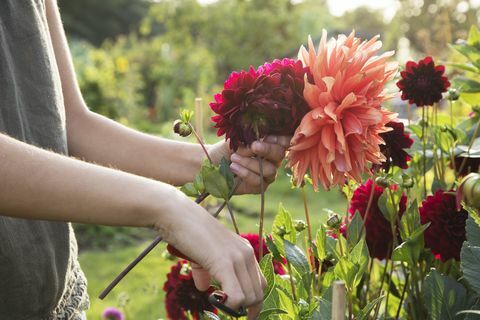 Tampilan dekat wanita memotong bunga dahlia pada penjatahan.