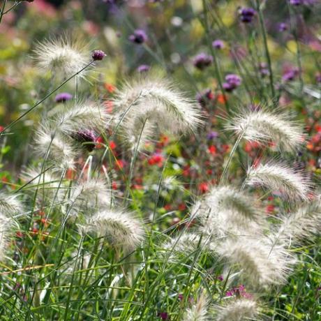 rumput hias, rumput bulu, pennisetum villosum,