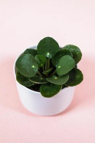 Pilea Peperomioides, pot 2 inci