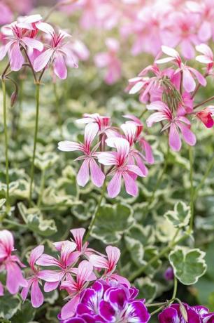 bunga musim panas pelargonium merah muda pucat yang indah dengan dedaunan beraneka ragam