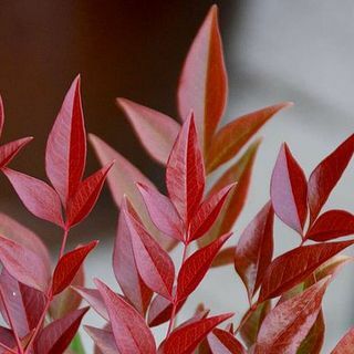 Nandina domestica 'Terobsesi'