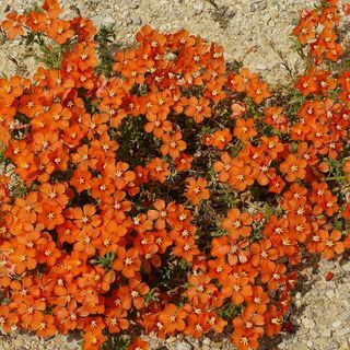 Bibit Bunga Anagallis Arvensis