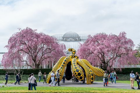 pameran alam kosmik kusama di kebun raya new york