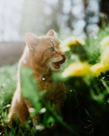 kucing menikmati matahari terbenam