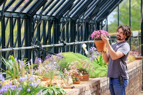 ahli hortikultura tom king merawat koleksi alpine di alpine display house di rhs garden wisley in surrey pagi ini, yang akan dibuka kembali untuk umum pada hari senin 17 mei