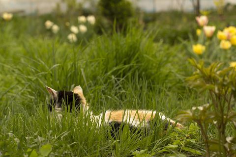 Kucing putih dengan bintik-bintik merah dan hitam, terletak di rumput hijau