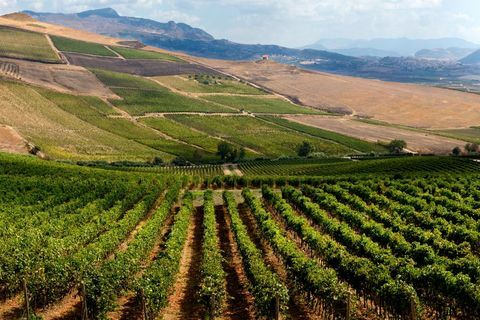 Perkebunan anggur Planeta. Sambuca di Sicilia. Kebun Anggur dell'Ulmo. Sisilia. Italia. Eropa