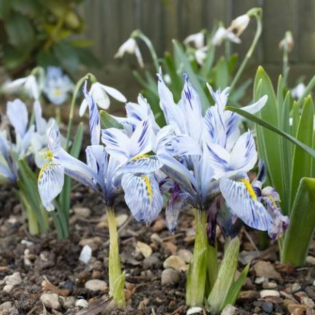 bunga iris kerdil katharine hodgkin tumbuh di taman petak bunga, uk