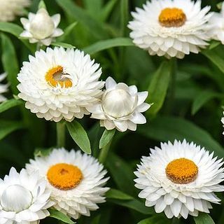 Xerochrysum Bracteatum, Strawflower