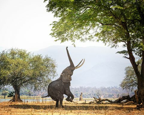 Gajah Afrika Boswell dengan Dua Kaki di Mana Pools, Zimbabwe