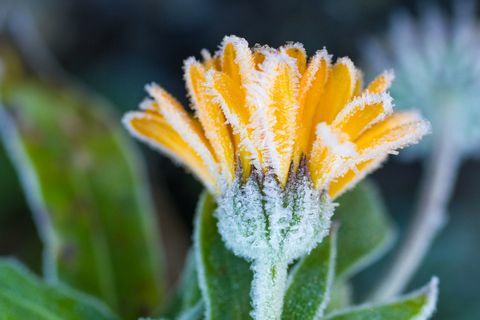 Frost pada marigold pudar