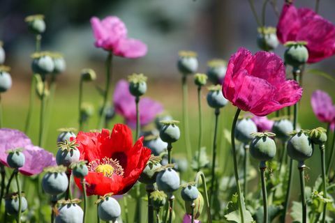 bunga potong taman bunga poppy ungu merah merah muda dan kepala biji