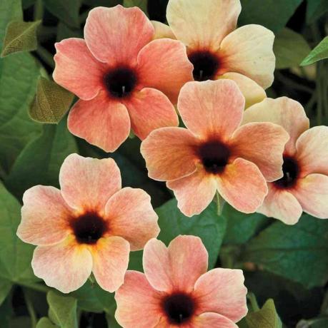 Thunbergia alata 'Matahari Terbenam Afrika'