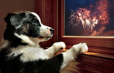 Anjing di jendela di Bonfire Night