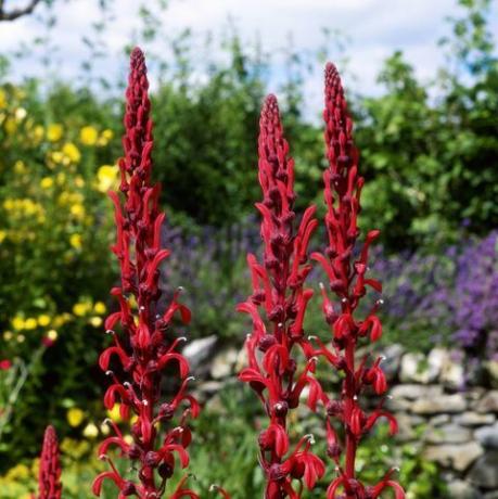 Lobelia tupa, close up dari bunga merah