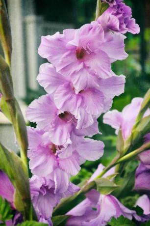 mekar gladiol yang menakjubkan gladioli terlihat spektakuler di taman musim panas mana pun