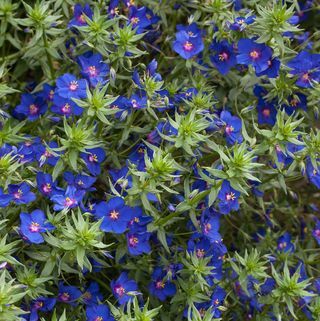 Anagallis monellii 'Kekasih Langit'