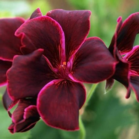 Pelargonium 'Tuan Bute'