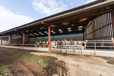 Pertanian Hesket - Cumbria - sapi - Properti Terbaik