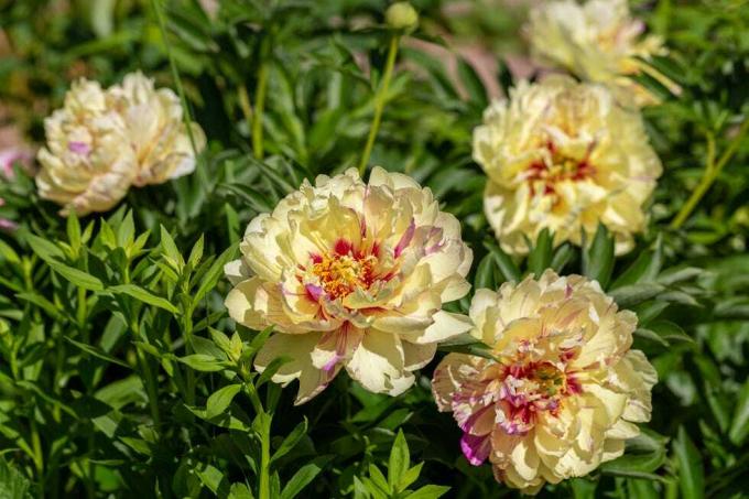 hibrida paeonia itoh 