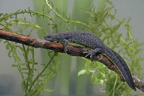 Kadal air jambul besar, Triturus cristatus