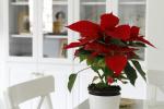 Perawatan Poinsettia: Segalanya yang Perlu Diketahui Tentang Bunga Natal