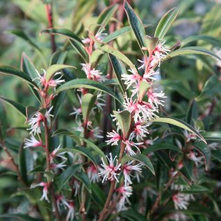 Sarcococca hookeriana var. digyna 'Batang Ungu'