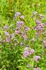 10 Herbal Abadi Terbaik untuk Kebun Anda