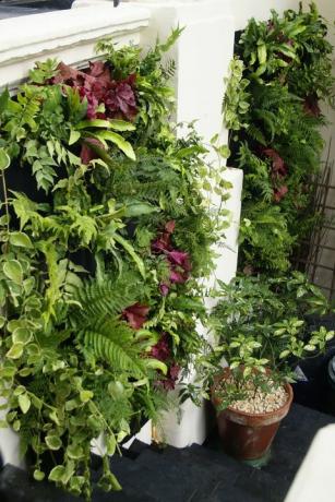 Woolly Pocket Living Wall Planter dari Garden House Design membuat menumbuhkan Anda sendiri menjadi lebih mudah.