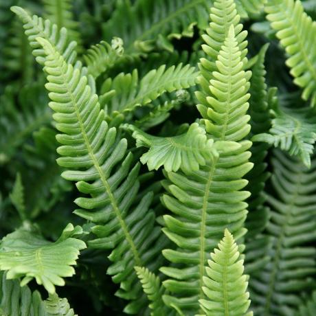 Blechnum pedas