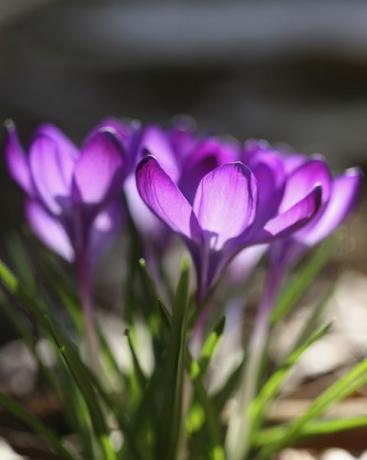 crocus, kelompok kultivar crocus ungu crocus dengan sinar matahari bersinar melalui kelopak naik, buka foto bunga oleh kelompok gambar flowerphotosuniversal via getty gambar