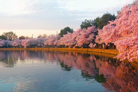 Mekar pohon ceri di sekitar Tidal Basin di Washington D.C.