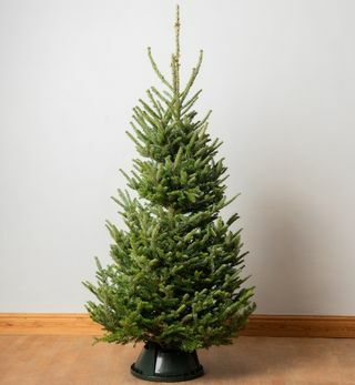 7ft Premium Cut Pohon Natal Asli | Fraser Fir