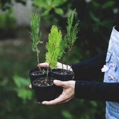 wanita dengan pohon natal kecil