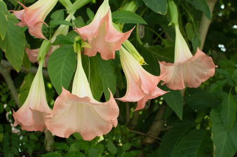 bunga datura