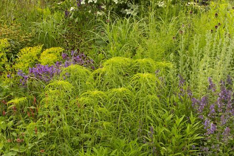 taman rhs untuk masa depan hijau yang dirancang oleh jamie butterworth hampton court palace garden festival 2021