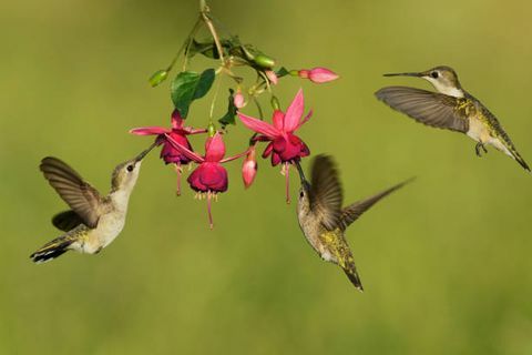 hitam chinned hummingbird archilochus alexandri betina memakan mekar fuchsia, bukit negara, texas, usa