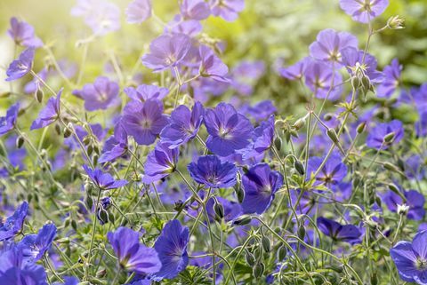 Gambar close-up bunga Geranium biru musim panas yang berbunga juga dikenal sebagai tagihan Crane