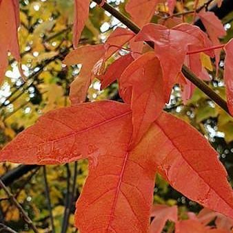 Acer Buergerianum Trident Maple